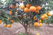 紅美人柑橘種植和選果技術(shù)_紅美人臍腐病怎么防治