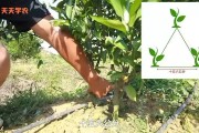 柑橘苗怎樣種植技術(shù)_烏柑橘種植時間和方法