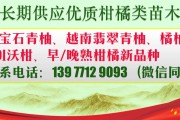 明日見柑橘什么時(shí)間成熟采摘（明日見柑橘什么時(shí)間成熟采摘好）