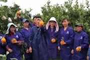 柑橘的籽怎么種植技術_橘子有籽好還是無籽好