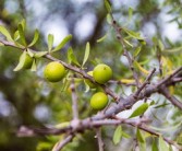 柑樹怎么種植視頻（柑樹種植技術(shù)）