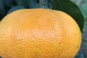 柑橘種植技術(shù)和投資價值_為什么地中海氣候適宜種植柑橘 柑橘種植技術(shù)和投資價值_為什么地中海氣候適宜種植柑橘