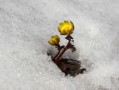 柑橘1斤石硫合劑兌多少水？科學(xué)配比與安全稀釋方法詳解
