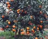 種植紅美人柑橘好（種植難度大嗎）