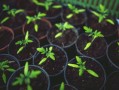 眉山市耙耙柑基地樹苗：優(yōu)質(zhì)果苗培育與科學(xué)種植技術(shù)示范基地