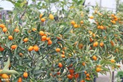 9月份柑橘種植技術(shù)要點_2019年柑橘種植的未來在哪里