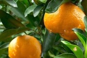 重慶柑橘種植技術(shù)大全_重慶的特產(chǎn)水果有哪些 重慶柑橘種植技術(shù)大全_重慶的特產(chǎn)水果有哪些