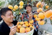 68畝柑橘種植技術_白血病患者在飲食上需要注意什么