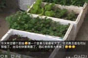 埃及柑橘種植技術(shù)_以色列屬于亞洲還是歐洲