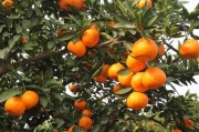 柑橘種植技術(shù)廠家供貨_種柑橘負債20萬卻在農(nóng)村發(fā)現(xiàn)新商機年賺幾十萬以上又苦無資金啟動 柑橘種植技術(shù)廠家供貨_種柑橘負債20萬卻在農(nóng)村發(fā)現(xiàn)新商機年賺幾十萬以上又苦無資金啟動