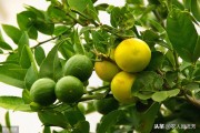 有機(jī)生態(tài)柑橘種植技術(shù)_現(xiàn)在農(nóng)田種普通經(jīng)濟(jì)作物市場(chǎng)風(fēng)險(xiǎn)可能較大