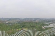 無(wú)人機(jī)柑橘病蟲害防治_中國(guó)農(nóng)業(yè)未來(lái)的發(fā)展模式是什么