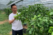 沼液在柑橘種植利用技術_沼液怎樣直接用作生物有機肥料呢