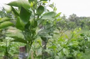 柑橘嫁接多久能發(fā)芽_柑橘嫁接芽會(huì)沖破薄膜嗎