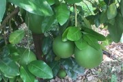 九月柑橘種植管理技術(shù)_怎么做好柑橘防灼 九月柑橘種植管理技術(shù)_怎么做好柑橘防灼