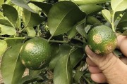 柑橘病蟲(chóng)害防藥圖_七月份柑橘打什么藥