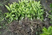 大棚柑橘種植技術(shù)密度_夏季柑桔什么時(shí)候移栽