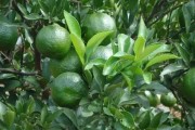 柑橘水平種植技術(shù)要點(diǎn)有哪些_黃巖蜜桔種植技術(shù)