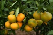 柑橘類(lèi)水果病蟲(chóng)害_如何區(qū)分柑橘潰瘍病與瘡痂病的病害癥狀