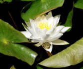 適合四川種植柑橘品種有哪些名字呢（四川柑橘種植技術(shù)）