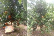 柑橘種植技術(shù)與保鮮_有個難題柑橘留樹保鮮有什么好辦法