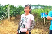 柑橘種植管理技術(shù)百度_種植的柑橘二年幼樹(shù) 柑橘種植管理技術(shù)百度_種植的柑橘二年幼樹(shù)