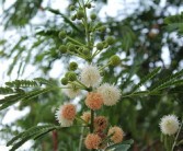 柑橘介殼蟲(chóng)用什么藥（柑橘介殼蟲(chóng)用什么藥最好）