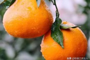 柑橘種植施肥技術技巧圖解_種植柑橘在施肥過程中需要注意什么