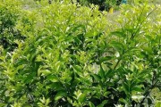 遵義柑橘種植技術(shù)規(guī)程視頻_柑橘秋梢多久剪枝 遵義柑橘種植技術(shù)規(guī)程視頻_柑橘秋梢多久剪枝