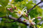 柑橘類英文名全解析：常見(jiàn)品種與實(shí)用學(xué)習(xí)指南