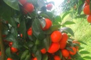 柑橘先進(jìn)種植技術(shù)_愛媛38號柑橘種植技術(shù)