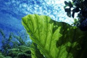 柑橘全年打藥方案圖（柑橘樹(shù)一年打幾次農(nóng)藥）