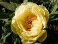 斯密柑橘幾月開花結(jié)果（阿斯密柑橘苗特性）