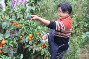滿坡柑橘種植技術_柑橘樹什么時候打藥好