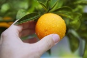 柑橘錯季種植技術(shù)_易貯藏的農(nóng)副產(chǎn)品容易出現(xiàn)蒜你狠