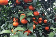 西南柑橘種植技術(shù)_西南大學(xué)什么時候改的名