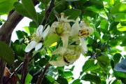 晚露柑橘種植技術(shù)要點(diǎn)(晚露柑橘種植技術(shù)要點(diǎn)有哪些) 晚露柑橘種植技術(shù)要點(diǎn)(晚露柑橘種植技術(shù)要點(diǎn)有哪些)