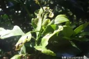 夏季柑橘樹的病蟲害防治_臺風(fēng)暴雨過后柑橘潰瘍病泛濫