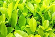 大雅柑橘樹抗寒多少度？耐寒溫度范圍與冬季防護技術(shù)詳解