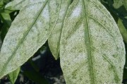 柑橘果面病蟲(chóng)害圖譜_我的柑橘是不是得了黃龍病了