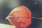 柑橘幼樹根系有哪些病蟲害（柑橘幼樹根系發(fā)育不好咋辦）