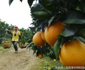 生物柑橘種植技術(shù)_柑橘周年病害的防治技巧有哪些