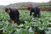柑橘樹下種植食用菌技術(shù)_柑橘果樹下可栽培菌菇嗎