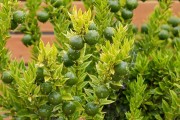 柑橘樹(shù)九月份病蟲(chóng)害防治_如何防治柑橘木虱的傳播