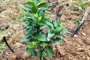 早豐柑橘種植技術(shù)_柑橘苗發(fā)展周期如何 早豐柑橘種植技術(shù)_柑橘苗發(fā)展周期如何