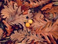 柑橘樹環(huán)割好處有哪些（柑橘環(huán)割過(guò)度樹葉黃化怎么辦）