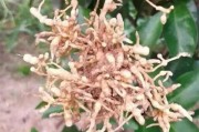 柑橘病蟲害綠色防控技術_怎樣辮別柑橘上的銹壁蚤和砂皮果