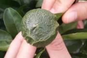 柑橘早春種植技術_如何做好晚熟柑橘各項管理