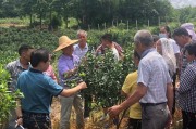 宣傳柑橘種植技術_柑橘前三年栽培技術