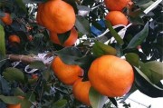 春見柑橘種植技術套裝_耙耙柑里面有白點是什么